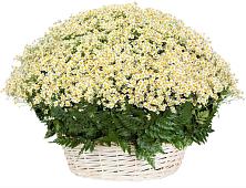 Цветочная композиция из Ромашки в корзине #REPLACE_PRED# Ленске
